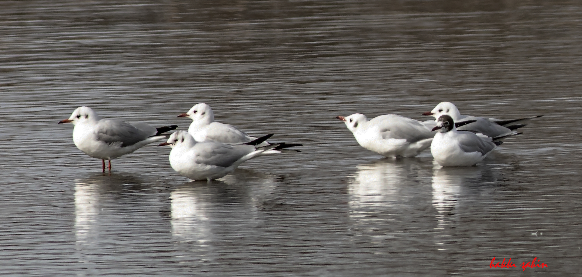 Mediterranean Gull